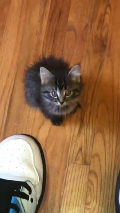 I AM INNOCENT YOUR HONOR!