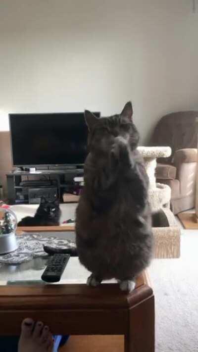 Whenever Bobcat politely asks for treats, Doodles knows he will get some by default. It’s a symbiotic relationship