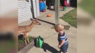 Little Boy Befriends a Baby Deer