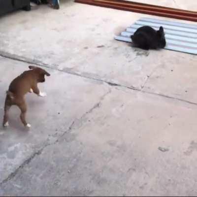 Puppy thinks it’s a bunny