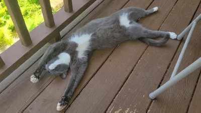 How Blue deals with the heat (yes he has access to indoors)