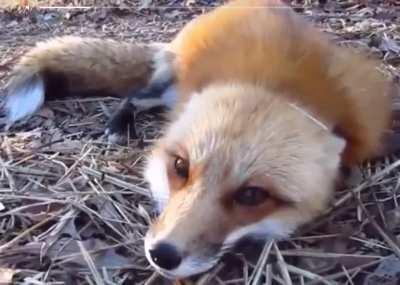 Fox cute change my mind