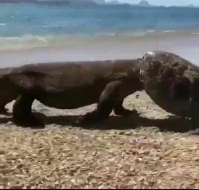 Prehistoric Reptile Discovered