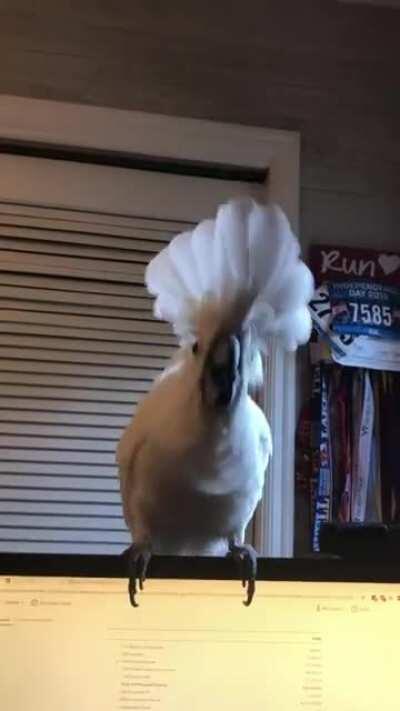 Techno party boy - helping me work!