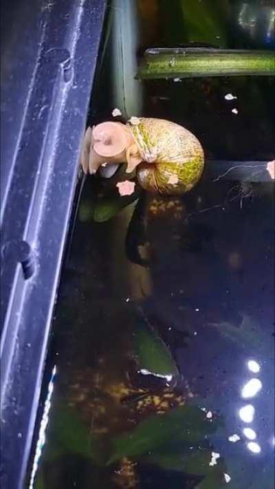 Holy shoot! My snail is smart enough to funnel food flakes from the surface!?!?