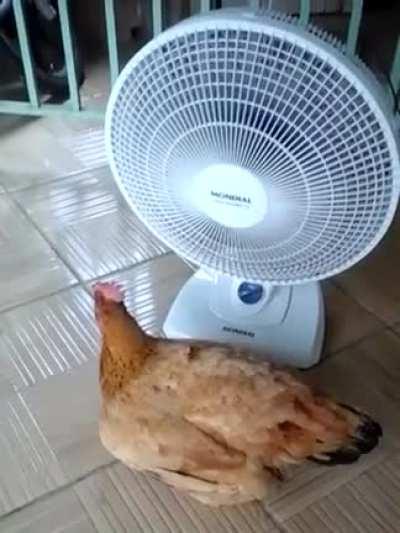 galinha com calor pegando viento