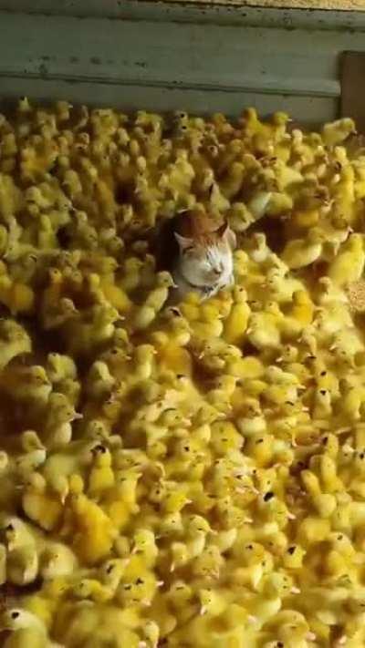 cat baby sitting duckling