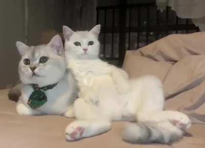 Watching TV together shoulder-to-shoulder, doesn't it look like you are leaning on your boyfriend's shoulder?