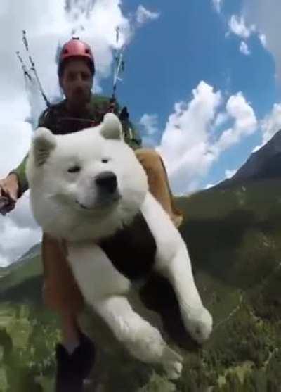 When your smeargle learns fly from sketch