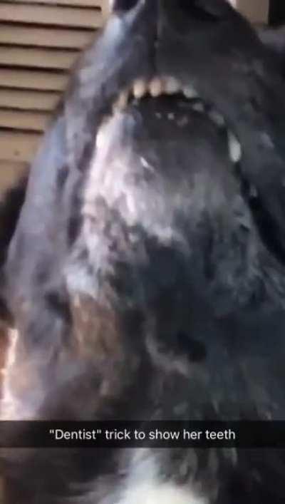 Years ago I taught my dog to show teefs under the command 