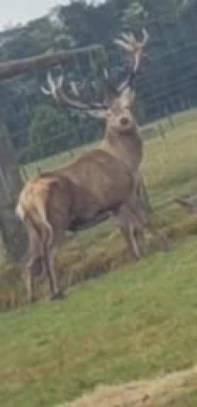 So I just encountered this deer duplication glitch.