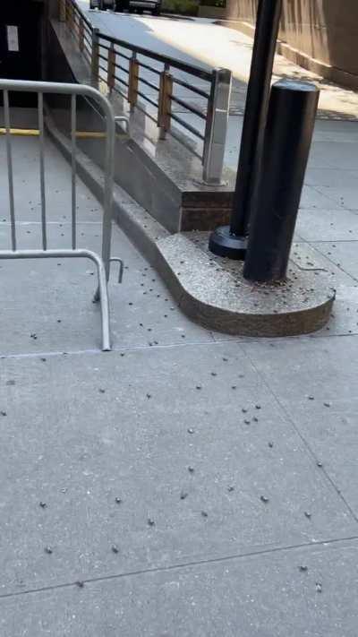 If anyone was doubting the lantern fly infestation…