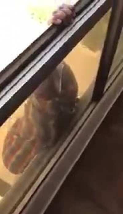 Filmer lets maid fall from a 7th-floor window