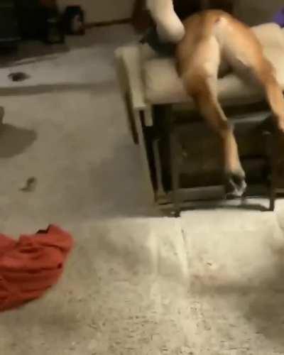 This is Herbert... he saw the chance to jump on the recliner and took it