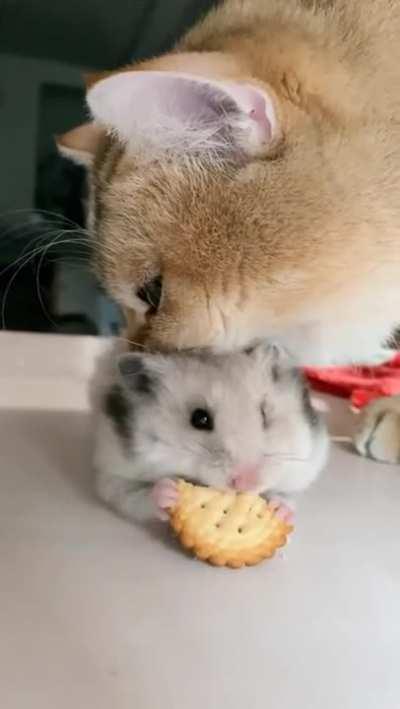 Wait let me finish..!