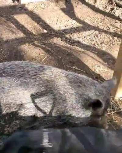 Who says a pig and a dog can't be buddies❤