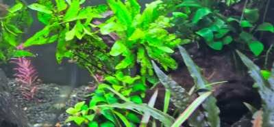 Our 146L planted tank after a year :)