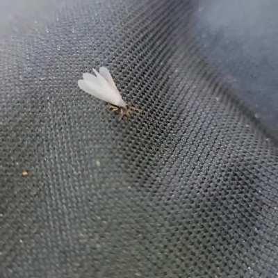 A termite shed its wings on my grill