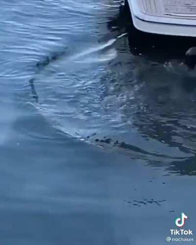 HMC while I become a fish