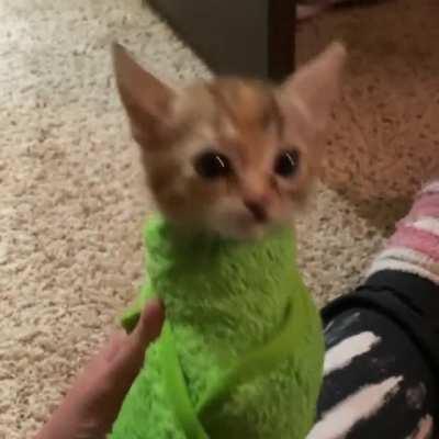 To this day, Athena can’t stand being purritoed