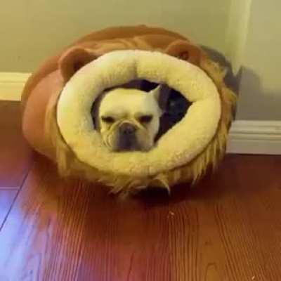 Doggo says “let me join” 🐶🐱