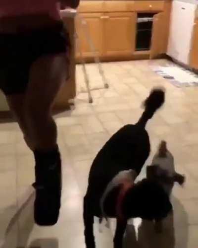 Dogs imitate owner on cast