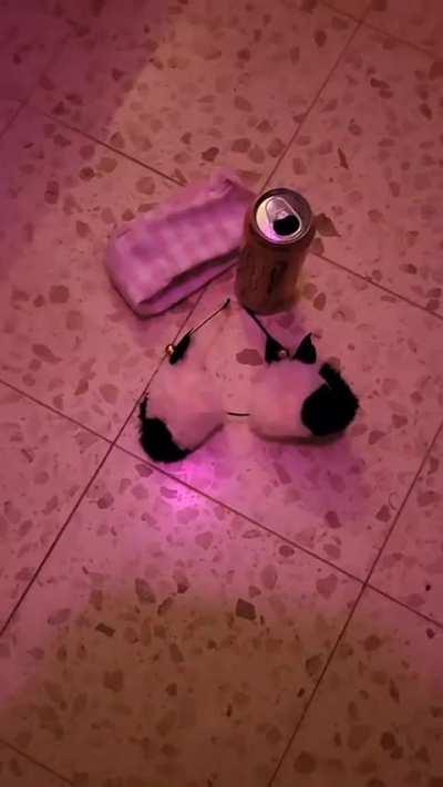 How to trap a femboy