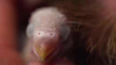 Giving Life To A Lost Egg