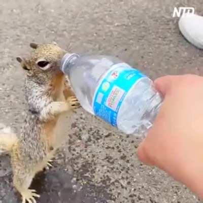 Thirsty squirrel asks water from human. And he gave it, so cute while drinking that water.