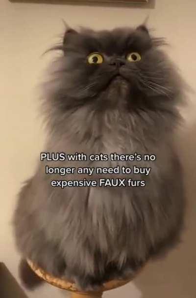 It is so fluffy 😸