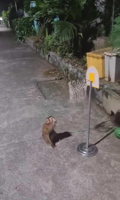 Brazilian Lebron 🏀🐒