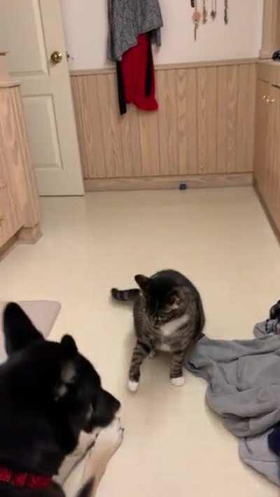 Originally posted in r/aww but was told this also belonged here