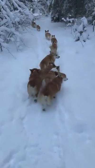 Make sure the human is following our group, we must keep it alive and safe