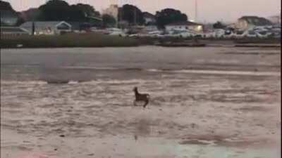 Lillia crossing River to gank