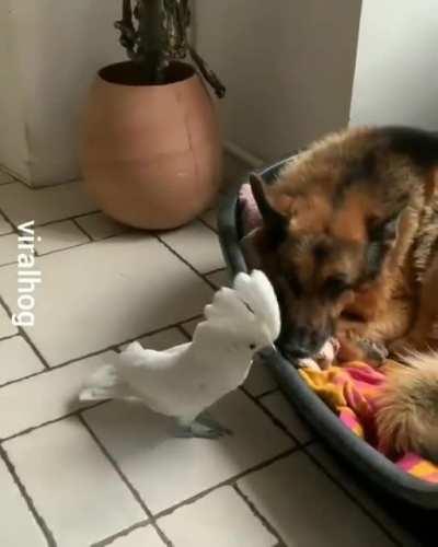 This is what you sound like!!!