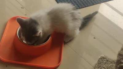 Look at Millie's tail go as she devours her food!