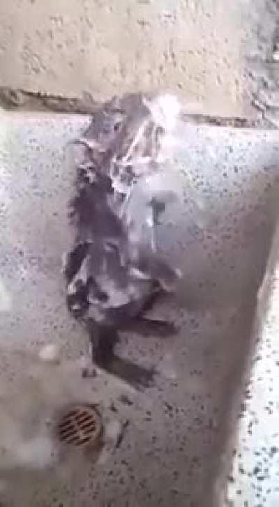 Ever seen a rat taking a shower?