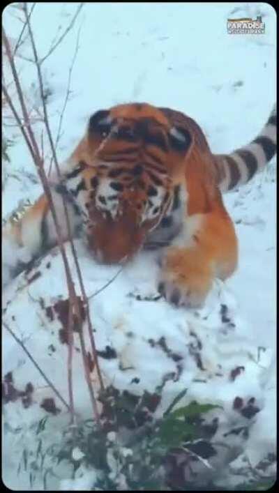 The adorable snowman