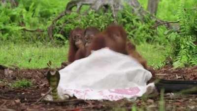 A rubber cobra is being used to teach orangutan orphans to fear snakes in the wild