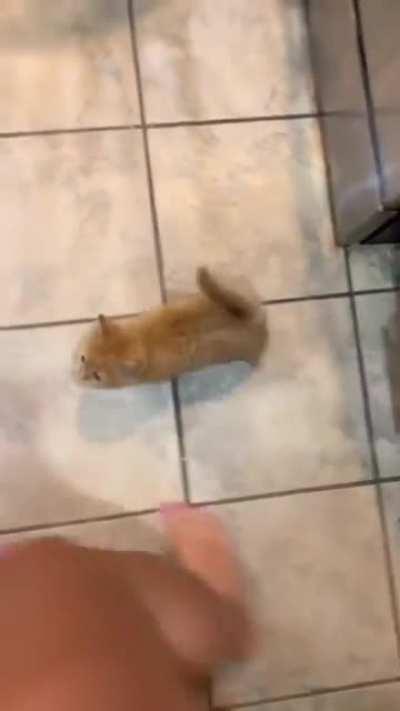 I'd give all my 9 lives for this mini chonk 🥹