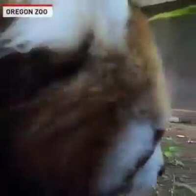 Red Panda in training