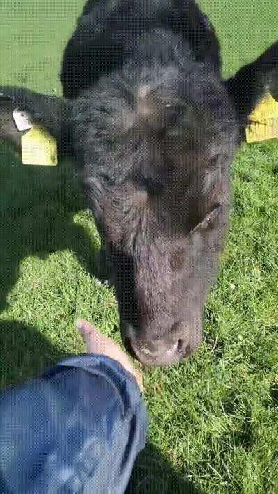 Pudding always walks over for attention