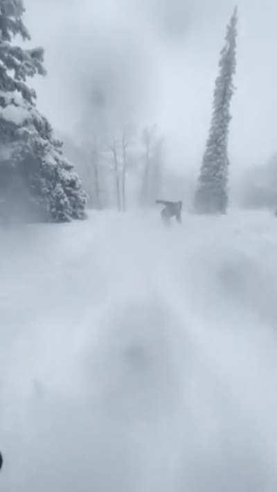 40 Inches in 4 days, Conditions have been all time! Another Steamboat run, iPhone video