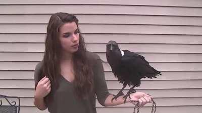 This raven sounding eerily like a human. Think what a mess was the first guy who saw this animal