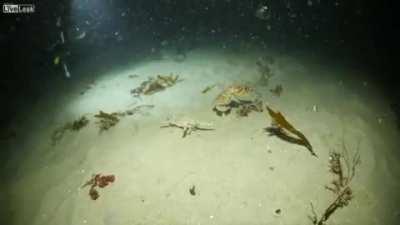 Crab trying to get away from hunting octopus