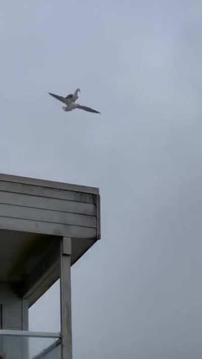 Seagull riding on another seagull. Wait what?