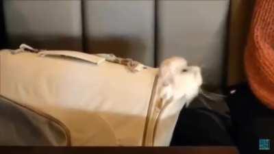 The cats outta the bag...