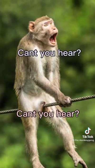 Monke song🙉🙉🙉🦧🦧🦧🦍🦍🦍🦍