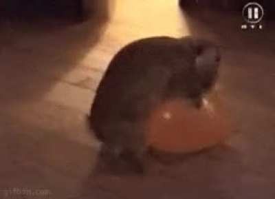 Definitely how William died In Gayvincible Universe