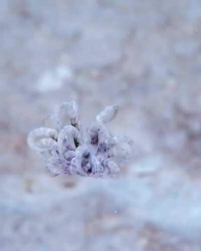 🔥 A swimming anemone